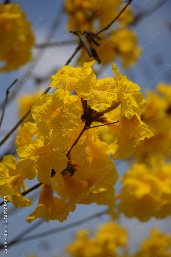 Tabebuia chrysantha, yellow flower blossom Tabebuia chrysantha, yellow flower blossom