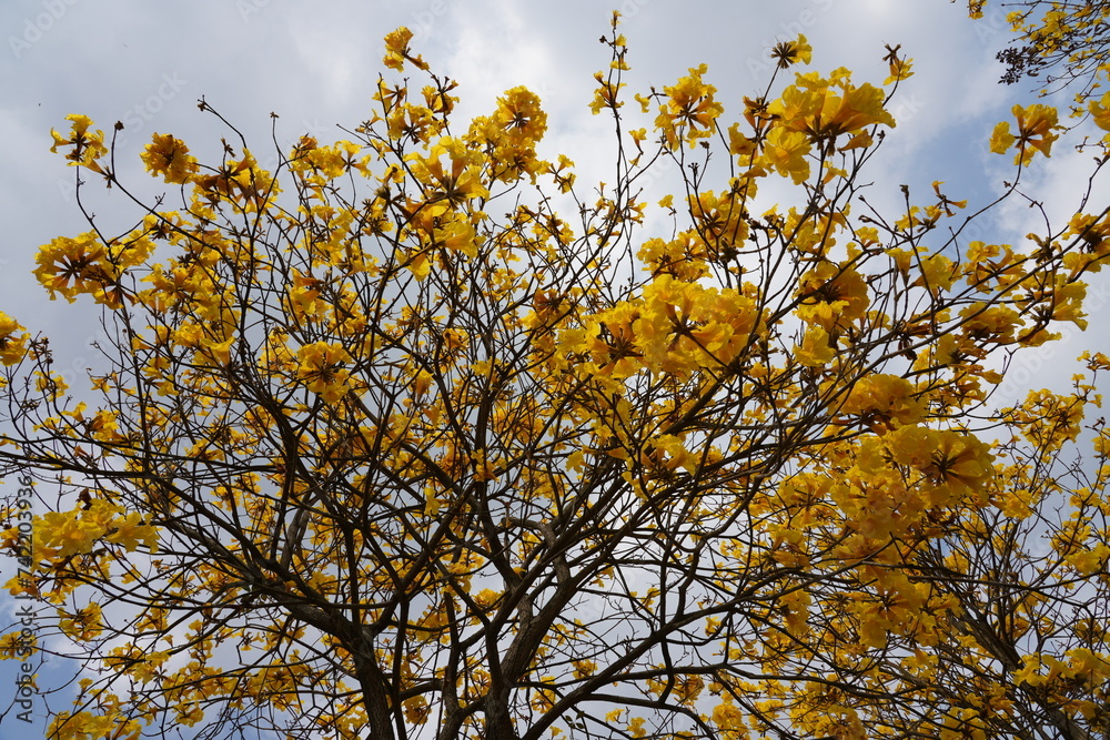 Tabebuia chrysantha, yellow flower blossom Tabebuia chrysantha, yellow flower blossom