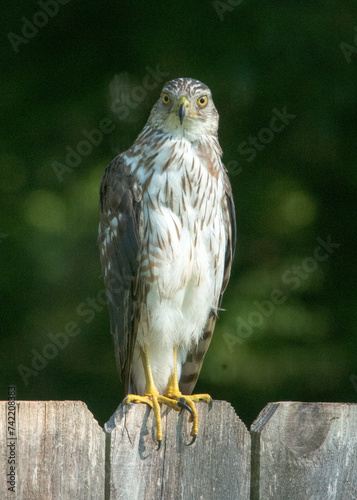 Cooper's Hawk on the garden fence