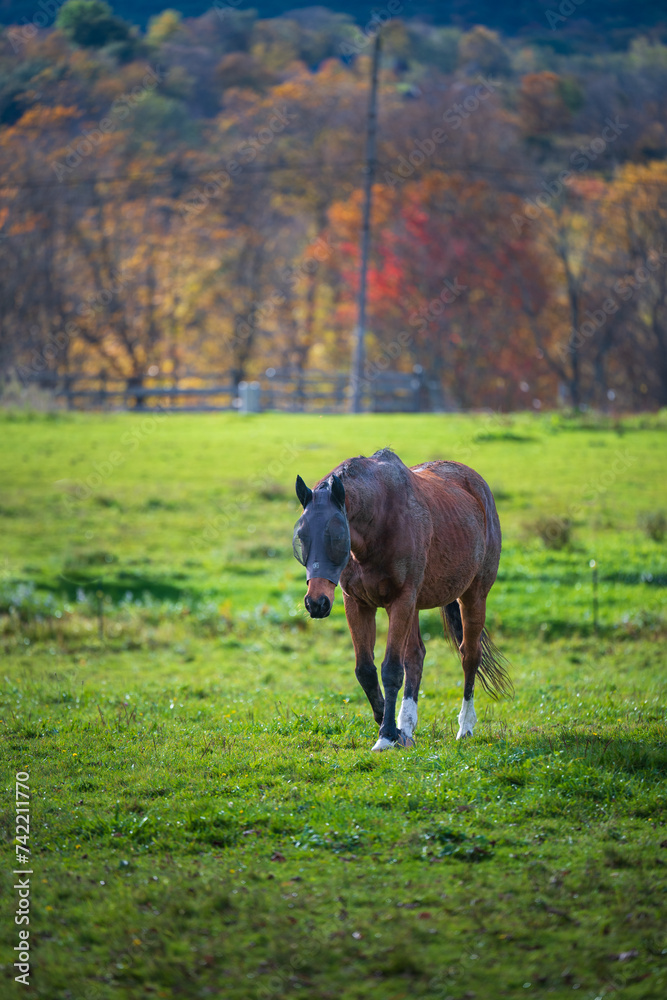 Horse in a farm