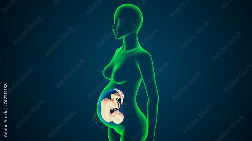 Female Pregnant Born Baby Anatomy System Stock Illustration Adobe Stock female-pregnant-born-baby-anatomy-system-stock-illustration-adobe-stock