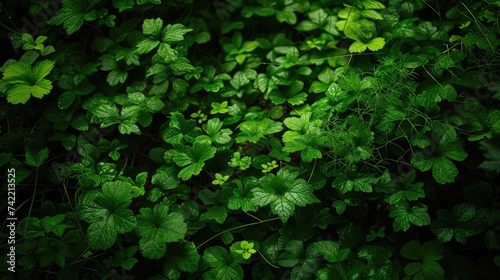 Dappled sunlight filters through to illuminate the rich, green leaves of a dense forest undergrowth.