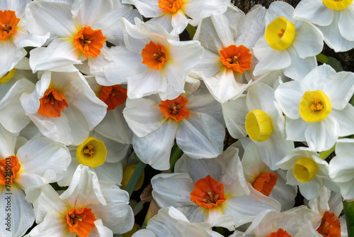 White Narcissus Flowers in Bloom photo