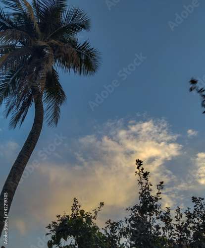 palm trees at sunset photo