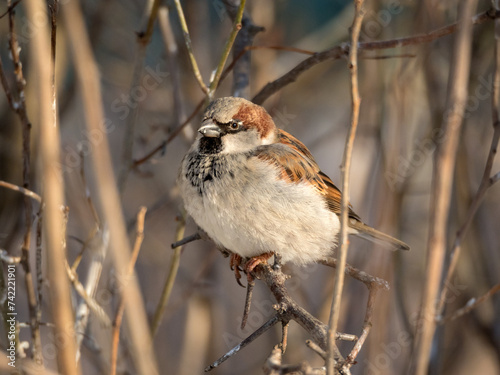 portrait of a sparrow
