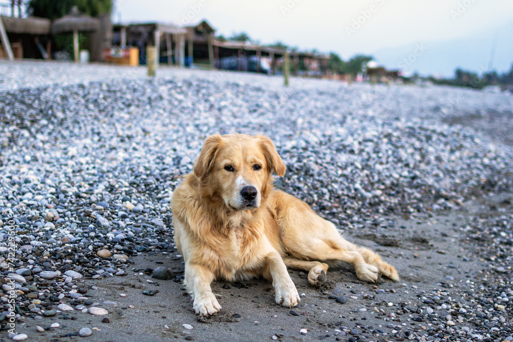 Golden retriever dog peacefully lying on a pebble beach in a serene rural setting.