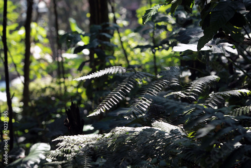 Nature leaves background photo