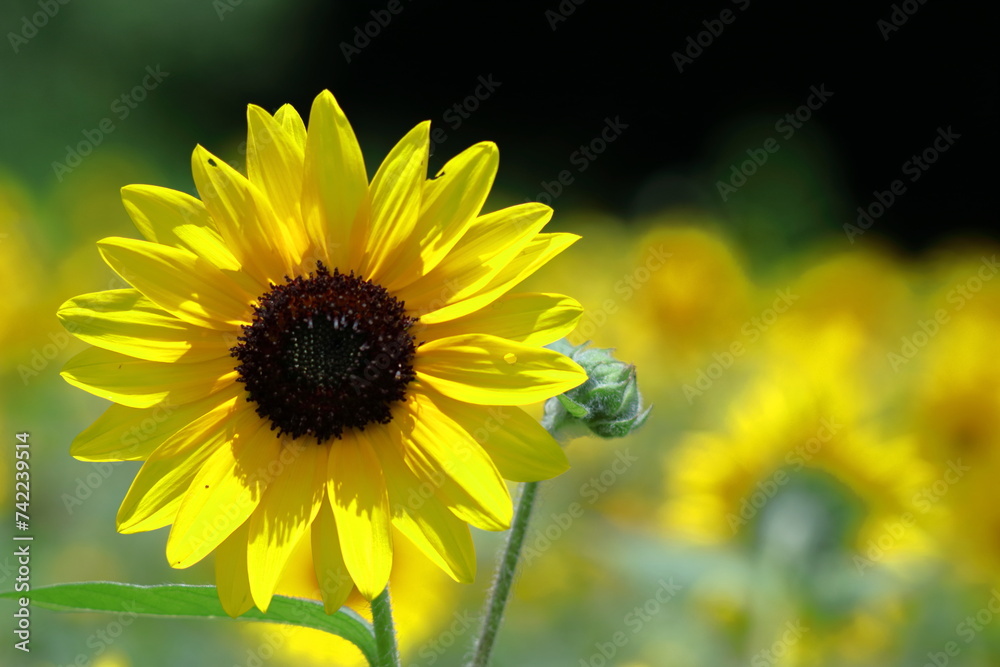 Fototapeta premium 太陽の花