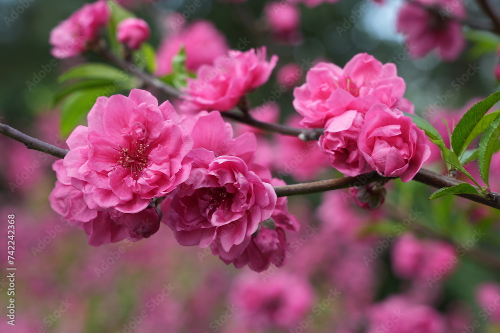 peach blossom peach blossom