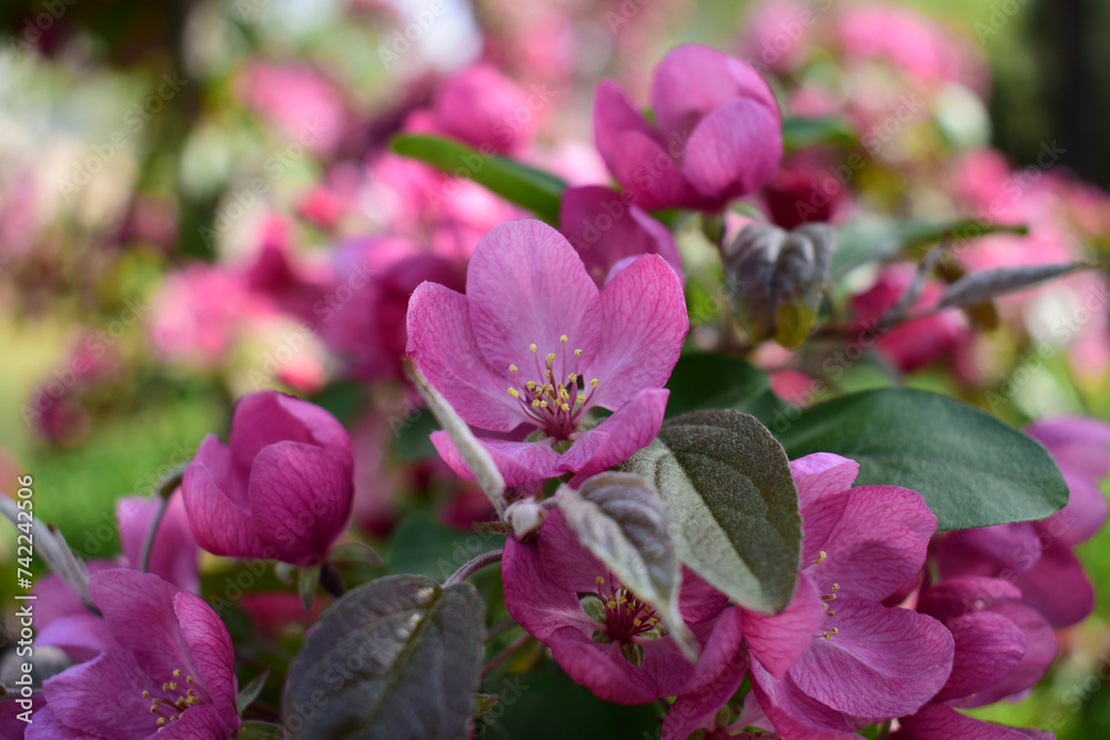 Flower in Yuan Dynasty City Wall Relics Park Flower in Yuan Dynasty City Wall Relics Park