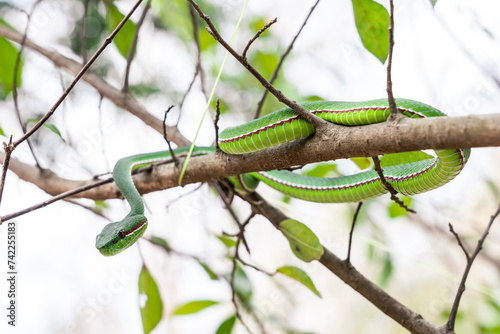 Snake with hemotoxic venom affects the blood system. Pope's Pit Viper (Trimeresurus popeiorum) coiled on a branch in a Thailand national park. photo