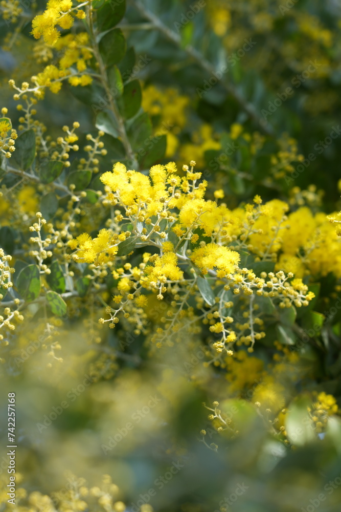 yellow flowers in the tree yellow flowers in the tree