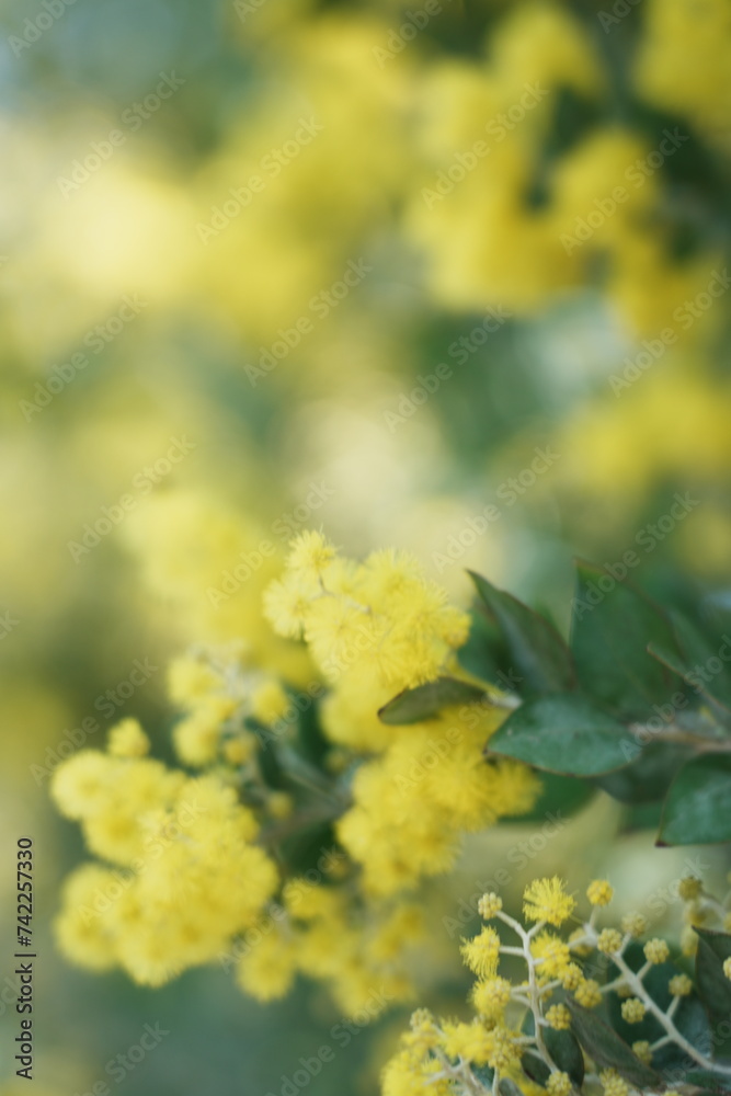 yellow flowers in the tree yellow flowers in the tree