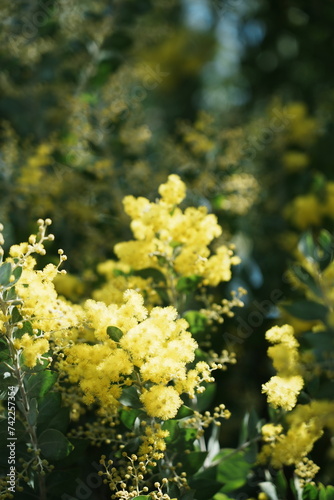 yellow flowers in the tree