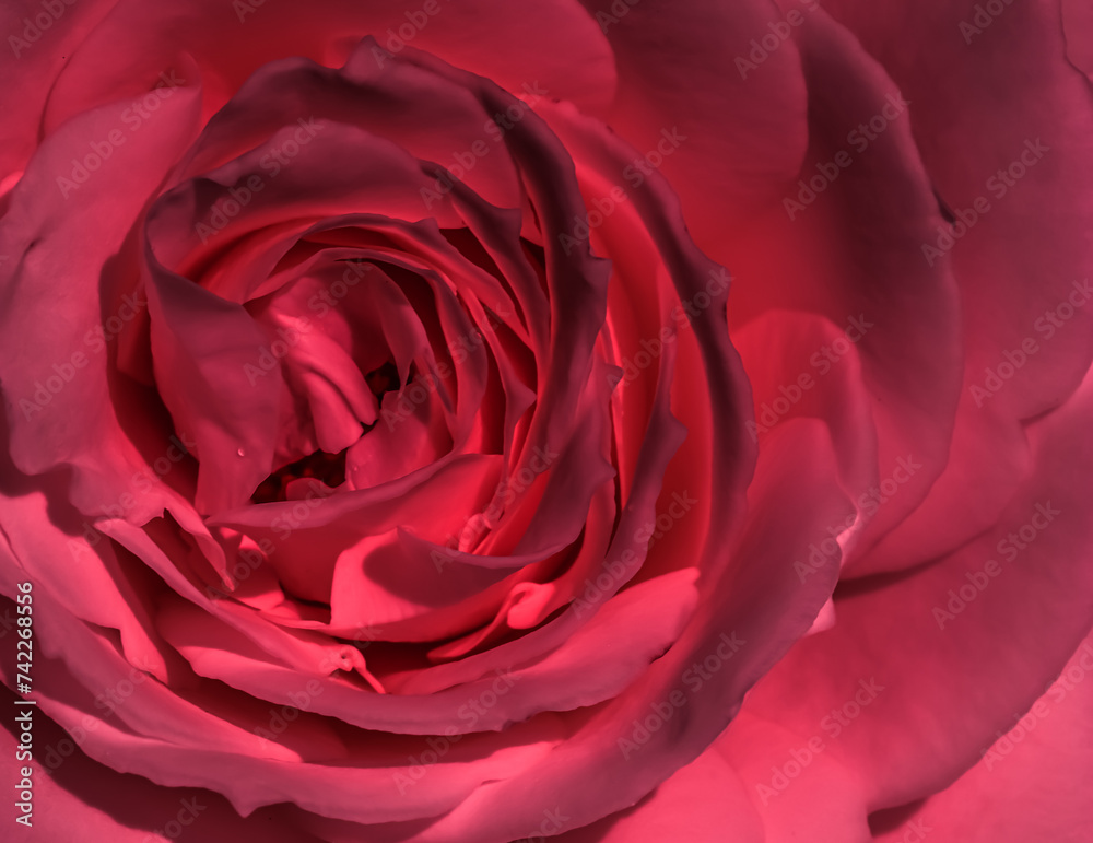 Red rose flower petals. Soft focus, abstract floral background. Red rose flower petals. Soft focus, abstract floral background.