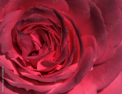 Red rose flower petals. Soft focus  abstract floral background.