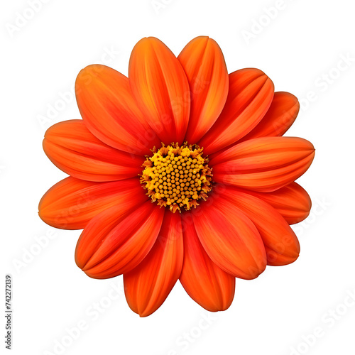 Mexican sunflower isolated on white transparent background. With clipping path.