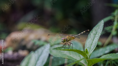 dragonfly on a leaf, beautiful morning photo © iamLuayyi