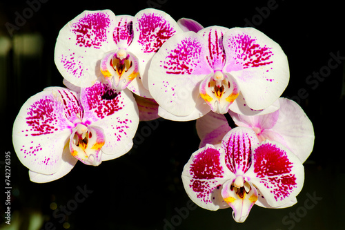 Makroaufnahme von mehreren freigestellten weiß-violetten Blüten einer Orchidee mit Blütenkelchen vor dunklem Hintergrund photo