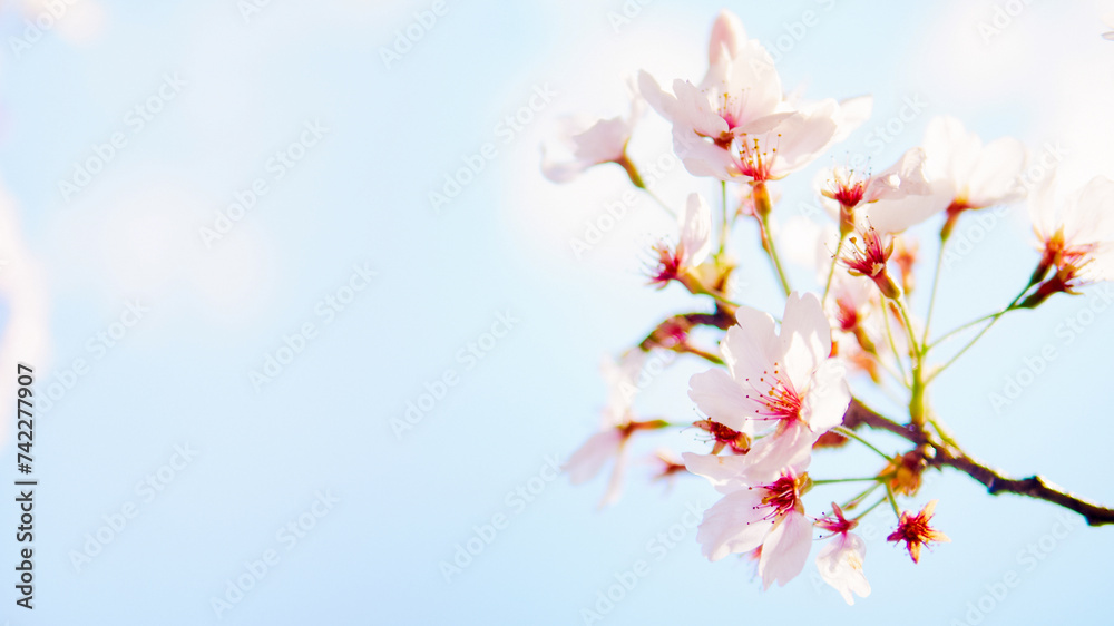 春の季節を感じさせる青空と満開に咲いた桜の花のクローズアップとカラフルな背景のボケとコピースペース 春の季節を感じさせる青空と満開に咲いた桜の花のクローズアップとカラフルな背景のボケとコピースペース