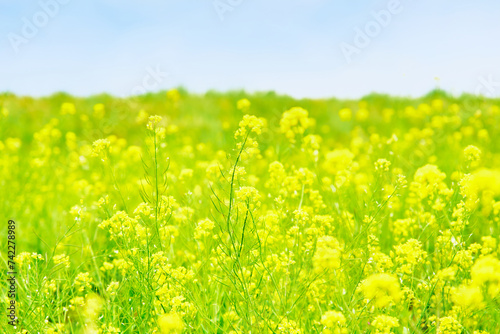 春の季節を感じさせる爽やかな青空と一面に咲く黄色の菜の花の花畑