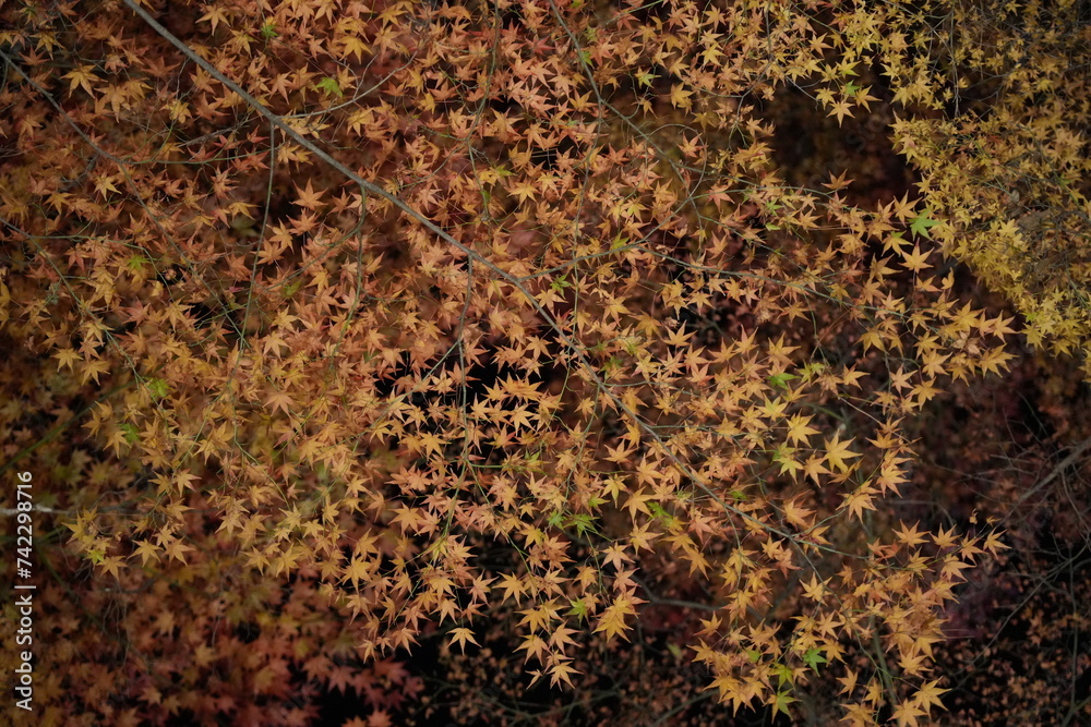 Maple leaves in the forest at night Maple leaves in the forest at night
