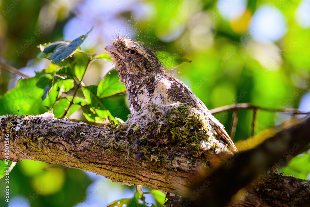 Hodgson's Frogmouth Bird or Batrachostomus hodgsoni incubates juveniles in the nest on the tree.