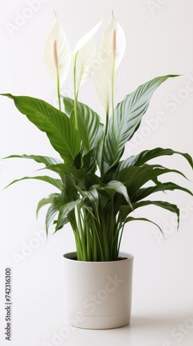 Stock image of a Peace Lily on a white background, elegant white blooms and glossy foliage, serene and graceful Generative AI