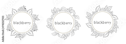 Vintage label with blackberries on white background in etching style. Vector illustration. Collection of fruits and vegetables for print and web.