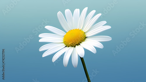Daisy flower background, spring nature background