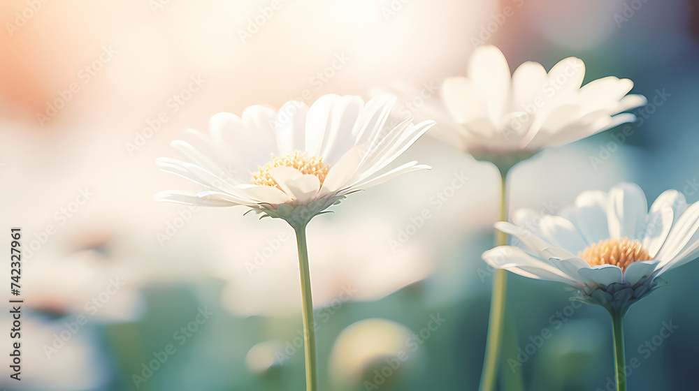 Daisy flower background, spring nature background Daisy flower background, spring nature background
