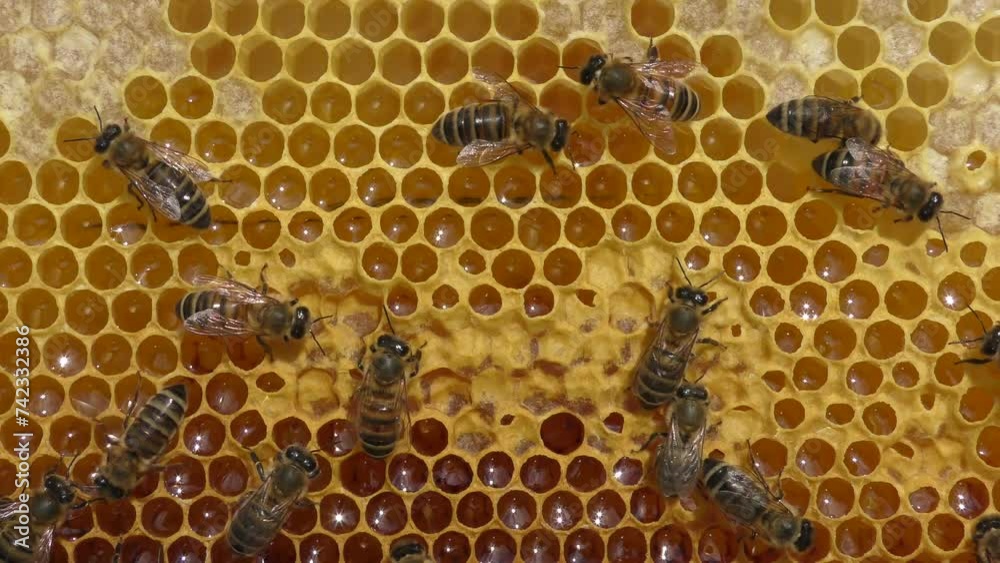 Bees work inside the hive, they process flower nectar into honey. Bees work inside the hive, they process flower nectar into honey.
