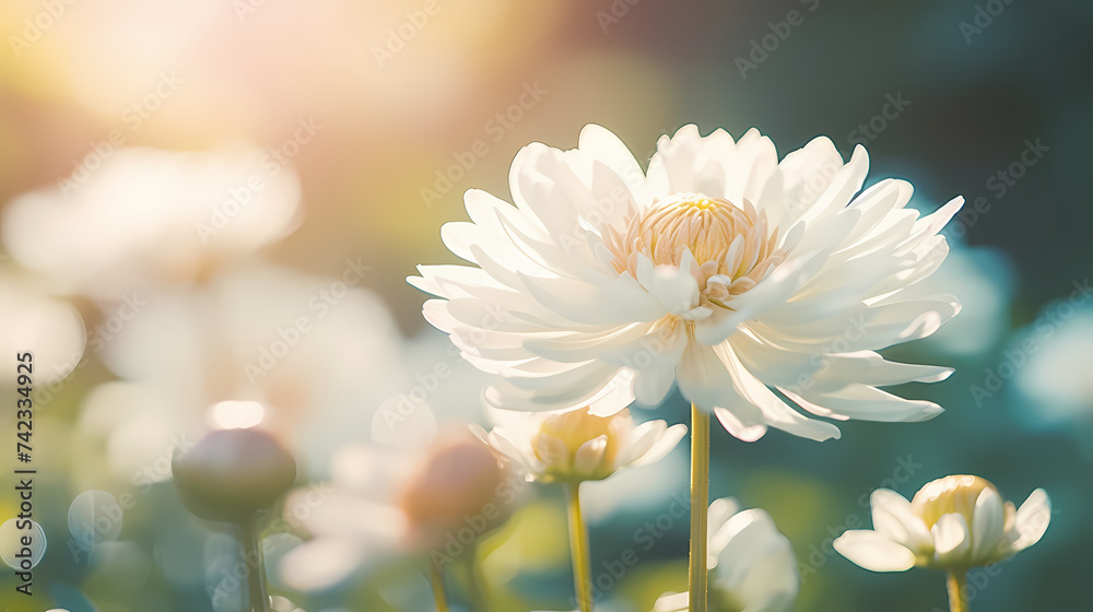 Close-up of daisy flower Close-up of daisy flower