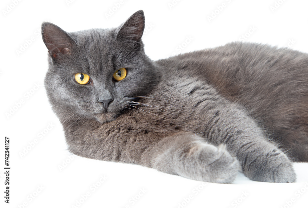 Fototapeta premium Gray cat lies on a white background