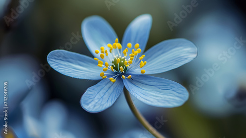 Delicate Blue Flower Macro with Soft Focus for Calming Nature Background