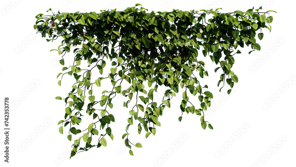 Plant vine green ivy leaves tropic hanging, climbing isolated on transparent background. Plant vine green ivy leaves tropic hanging, climbing isolated on transparent background.