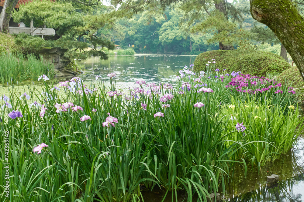 Blue irises in Ritsurin Park Kagawa, Japan