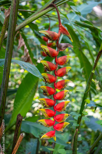 The flower of Heliconia Rostrata in the forest