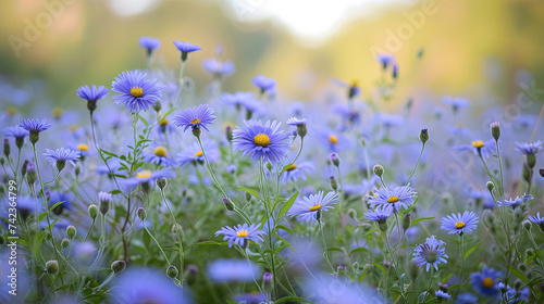 blooming blue daisies in the field. macro focus capture, bathed in glow light. amidst a field of wildflower blossoms