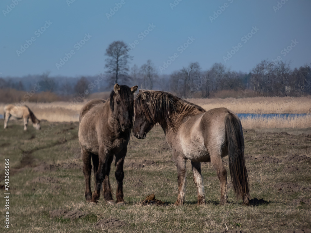 Semi-wild Polish Konik horses with winter fur with blue river in background in a floodland meadow. Wildlife scenery. Wild horse reintroduction Semi-wild Polish Konik horses with winter fur with blue river in background in a floodland meadow. Wildlife scenery. Wild horse reintroduction