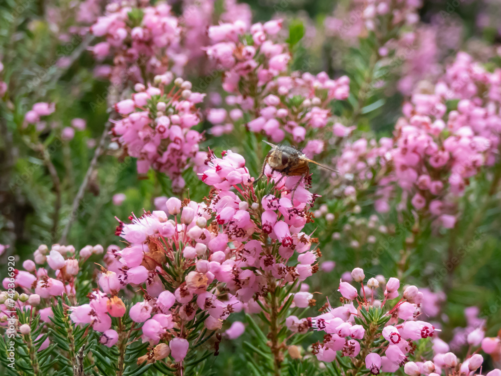 Cornish heath or wandering heath (Erica vagans) 'Pyrenees Pink' with dark green foliage flowering with long racemes of deep pink flowers Cornish heath or wandering heath (Erica vagans) 'Pyrenees Pink' with dark green foliage flowering with long racemes of deep pink flowers