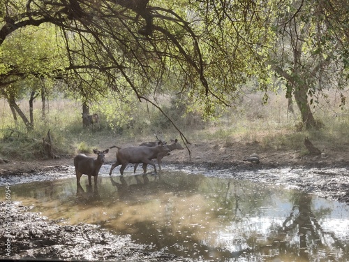 Photography Wild life photography of a deer with brown fur in a forest shot during daylight