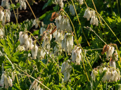 Delicate, dangling creamy white, heart-shaped flowers of the fern-leaf bleeding heart plant cultivar - Dicentra formosa 'Aurora' with blurred background