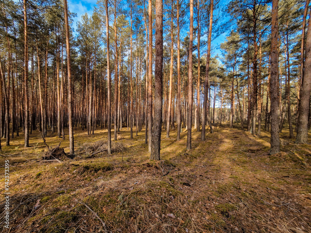 Coniferous forest and birches without leaves. Coniferous forest and birches without leaves.