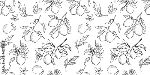 Hand drawn monochrome seamless pattern with etching lemon or lime, tree branch in engraved style. Vector black and white repeat backdrop