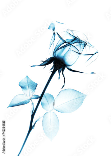 X Ray of a Rose Flower on a white background