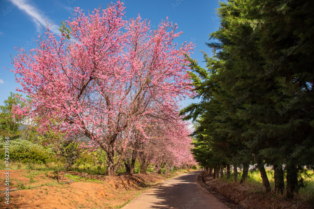 The beautiful view of cherry Blossom at Khun Wang, Doi Inthanon, Chiangmai, Thailand The beautiful view of cherry Blossom at Khun Wang, Doi Inthanon, Chiangmai, Thailand