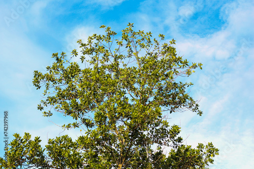 You can see the tip of the tree with green leaves against the blue sky