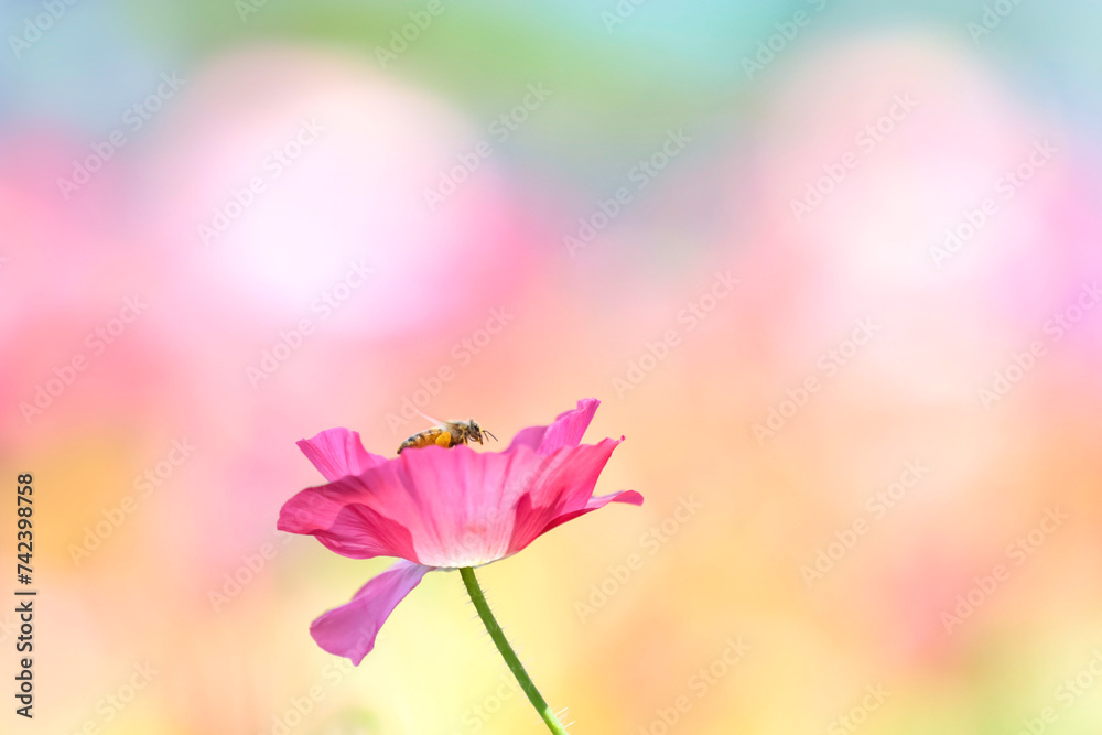 綺麗な背景のポピーとみつばち