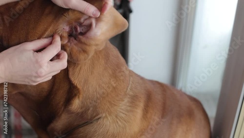 The owner examines his dog's ear. A large purebred dog has dirty ears. Dogue de Bordeaux with dirty ears, which are inspected by the owner of the house